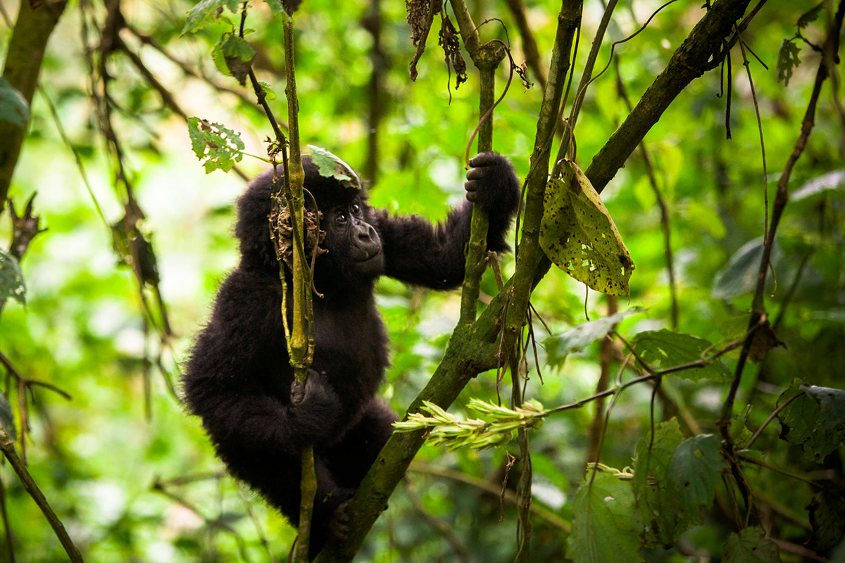 baby gorilla